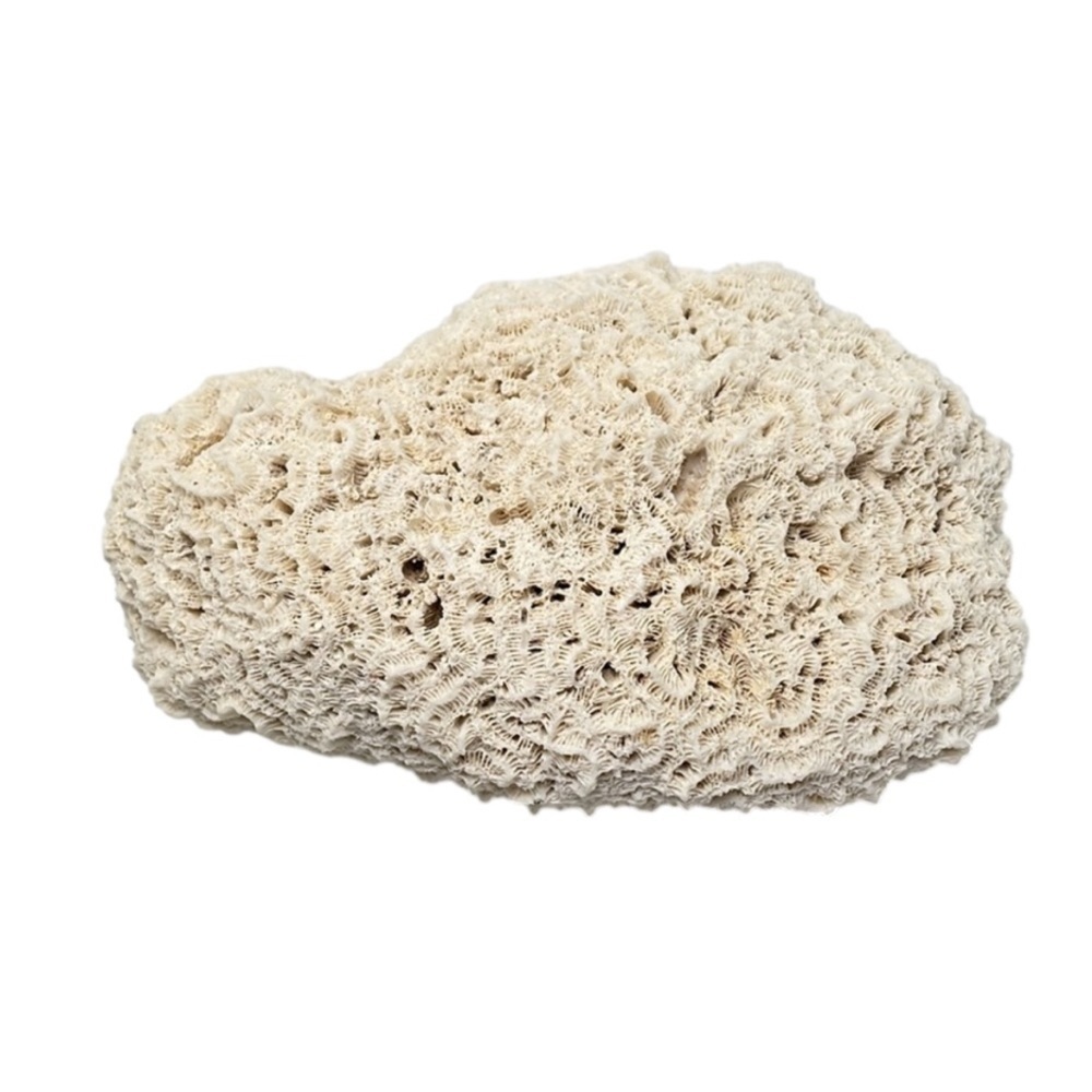 Fossil Rock Coral